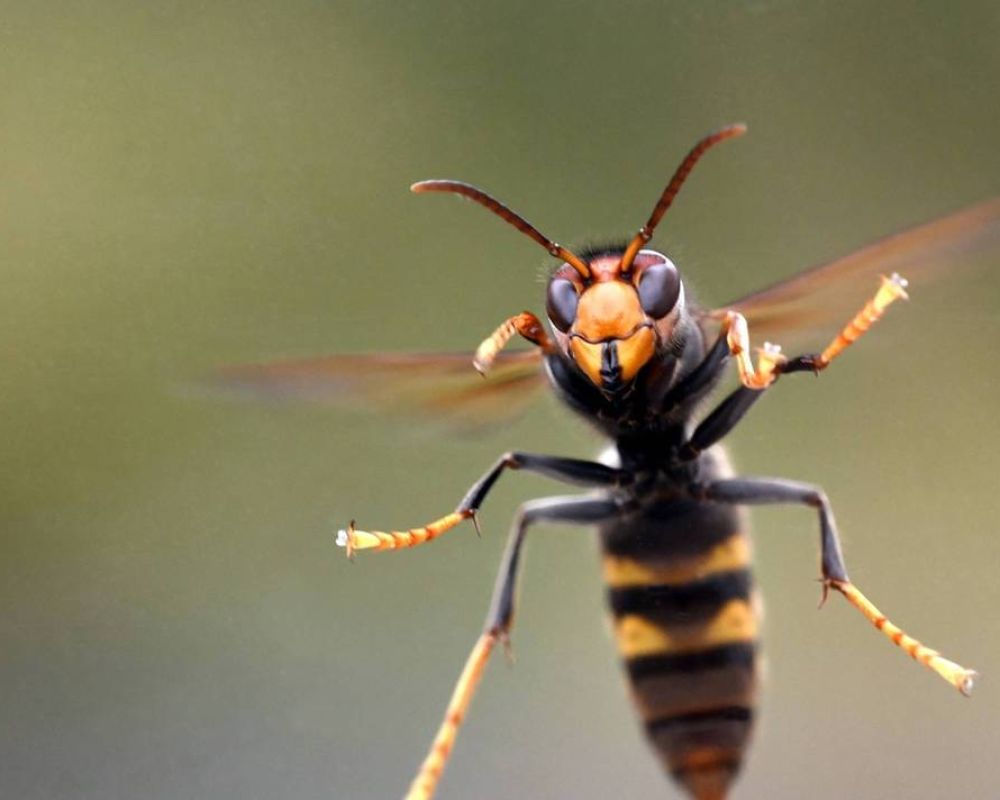 Lutte contre le frelon asiatique